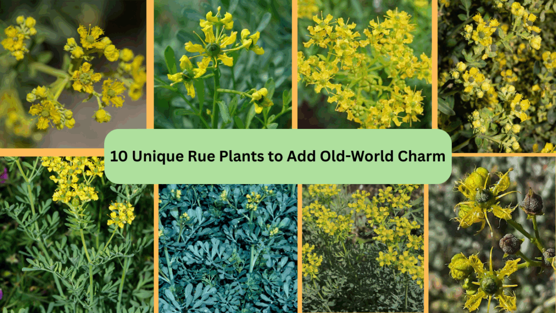 10 Unique Rue Plants to Add Old-World Charm