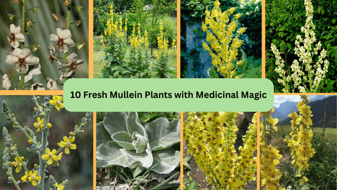10 Fresh Mullein Plants with Medicinal Magic