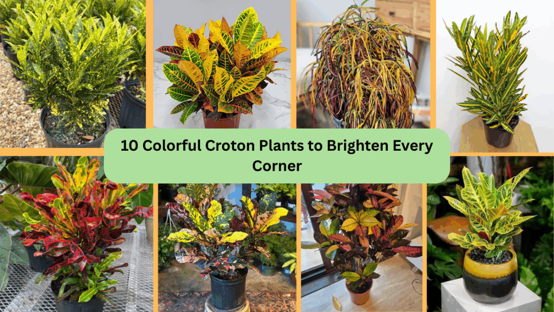 10 Colorful Croton Plants to Brighten Every Corner