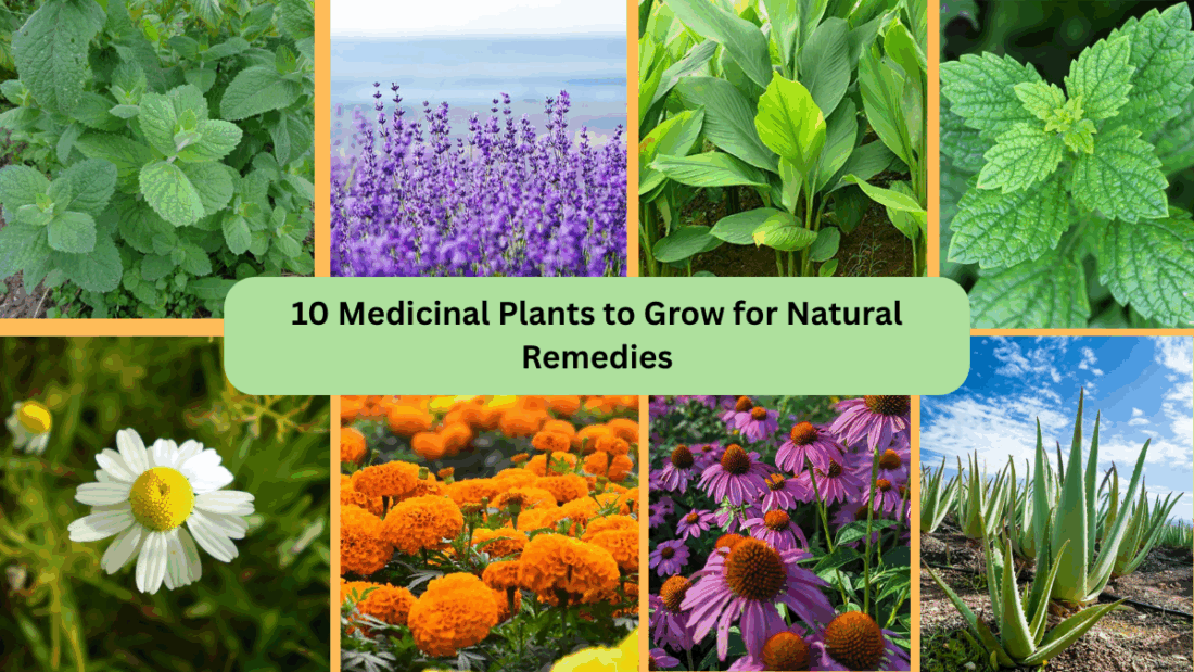 10 Medicinal Plants to Grow for Natural Remedies