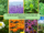 10 Medicinal Plants to Grow for Natural Remedies
