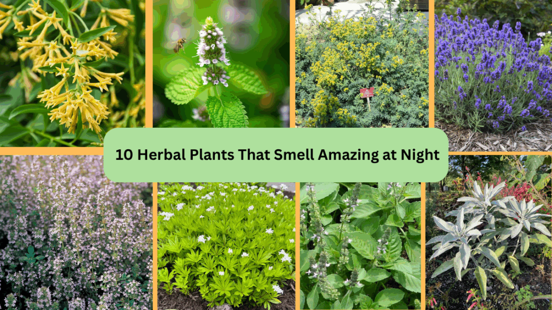 10 Herbal Plants That Smell Amazing at Night