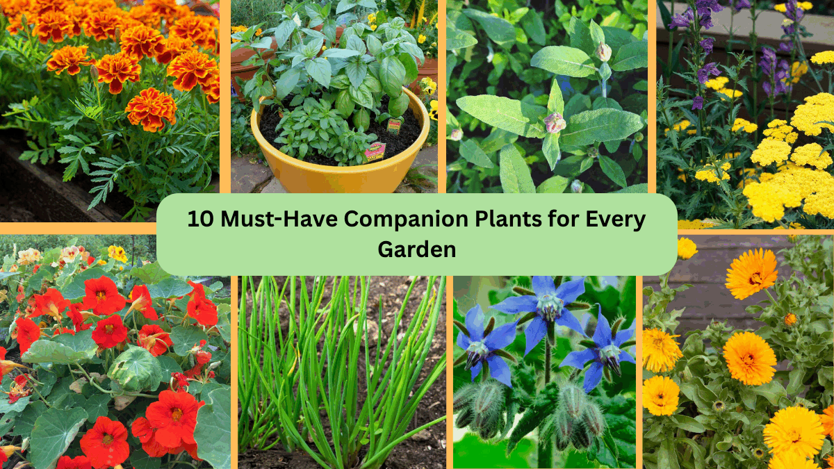 10 Must-Have Companion Plants for Every Garden