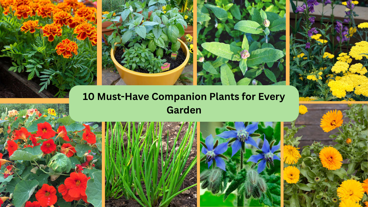 10 Must-Have Companion Plants for Every Garden