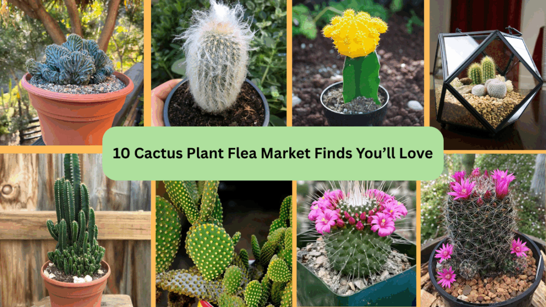 10 Cactus Plant Flea Market Finds You’ll Love