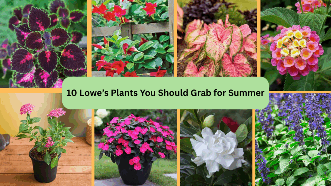 10 Lowe’s Plants You Should Grab for Summer