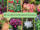 10 Lowe’s Plants You Should Grab for Summer