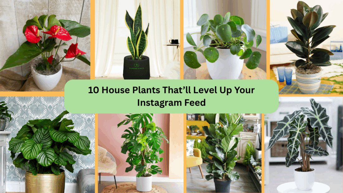 10 House Plants That’ll Level Up Your Instagram Feed