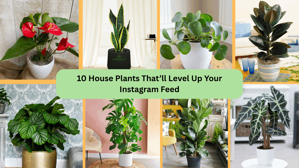 10 House Plants That’ll Level Up Your Instagram Feed