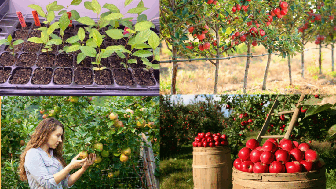 How to Grow Apples in Your Backyard Orchard