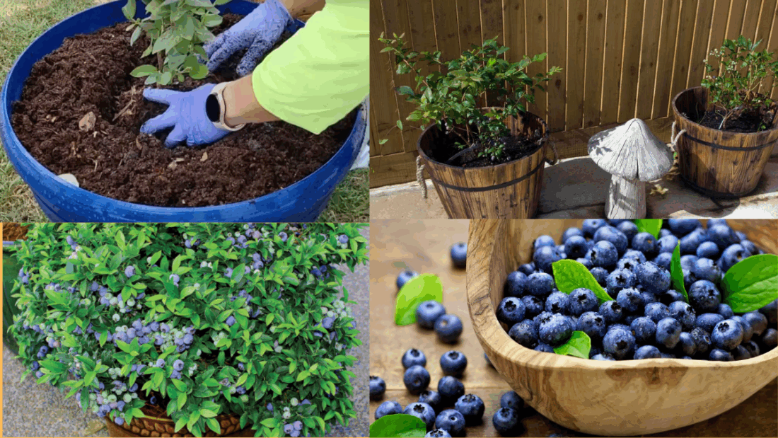 How to Grow Blueberries in Containers: A Complete Guide