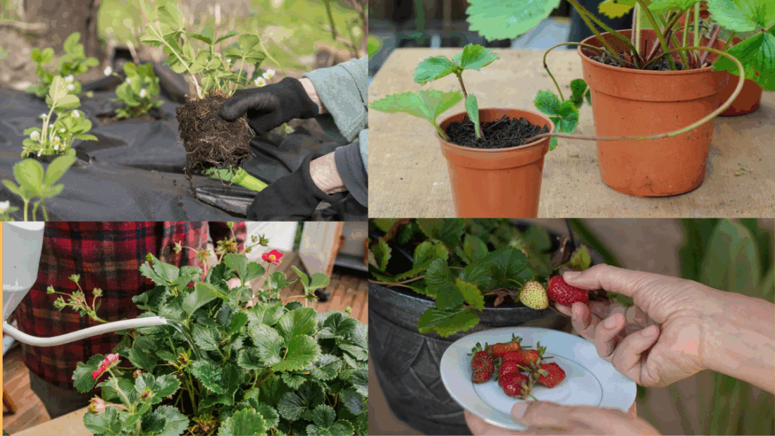 How to Grow Strawberries Year-Round: A Complete Guide for Continuous Harvests