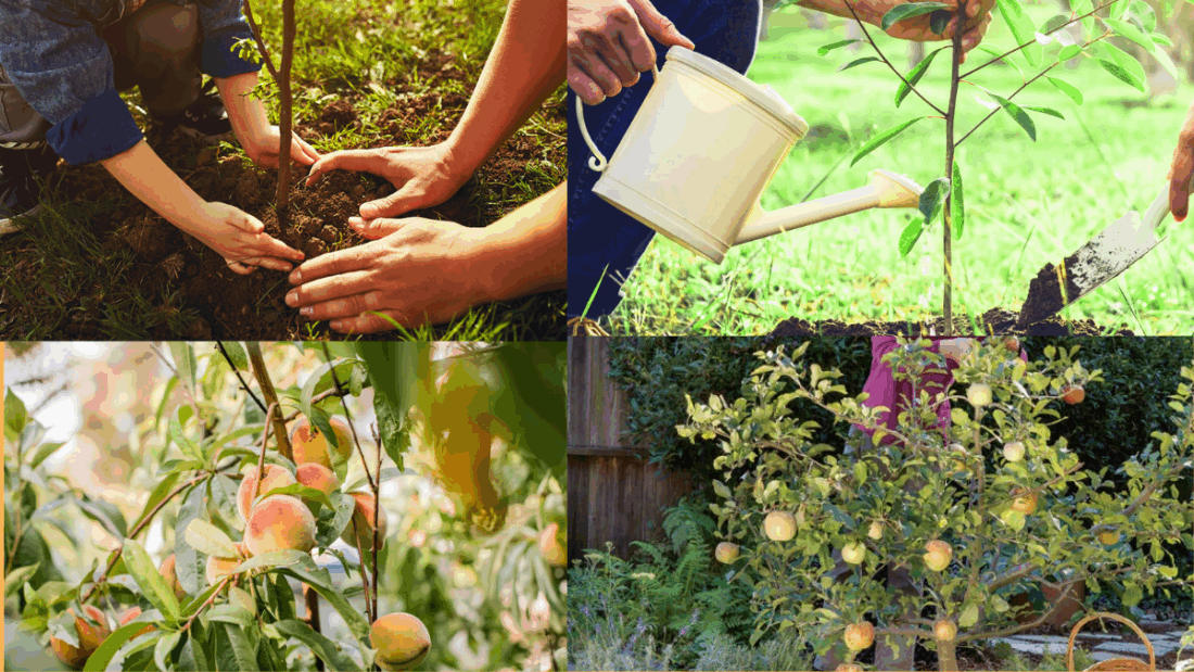 How to Grow Peaches in a Small Garden: A Complete Guide