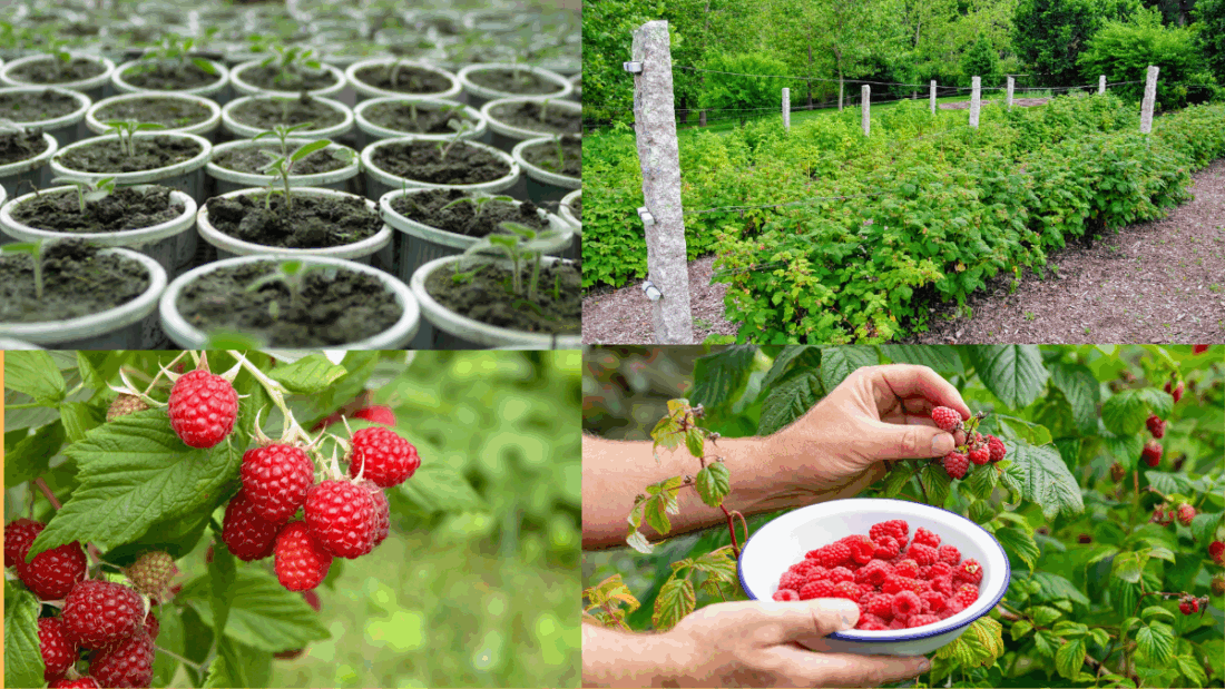 How to Grow Raspberries for a Summer Harvest