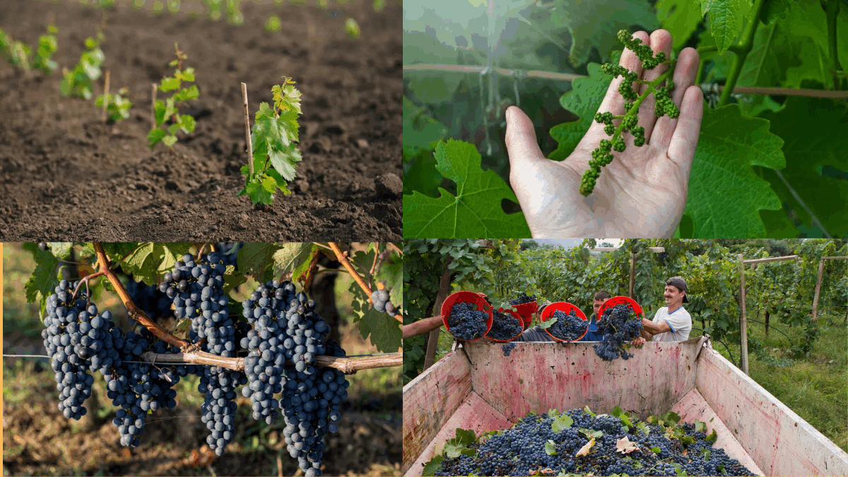 How to Grow Grapes for Homemade Wine