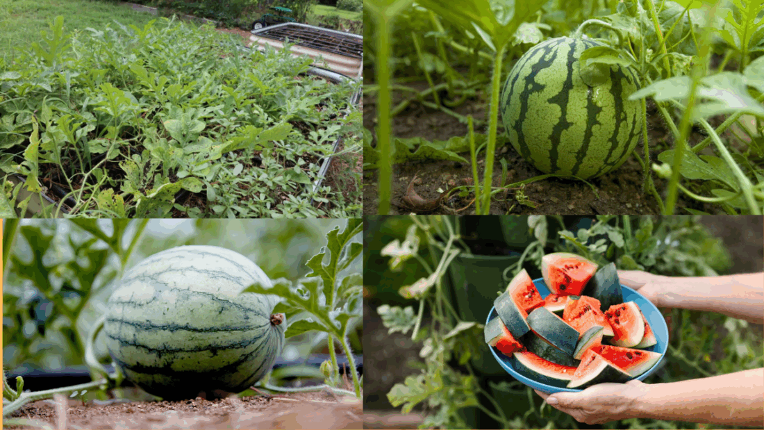 How to Grow Watermelons in Raised Beds
