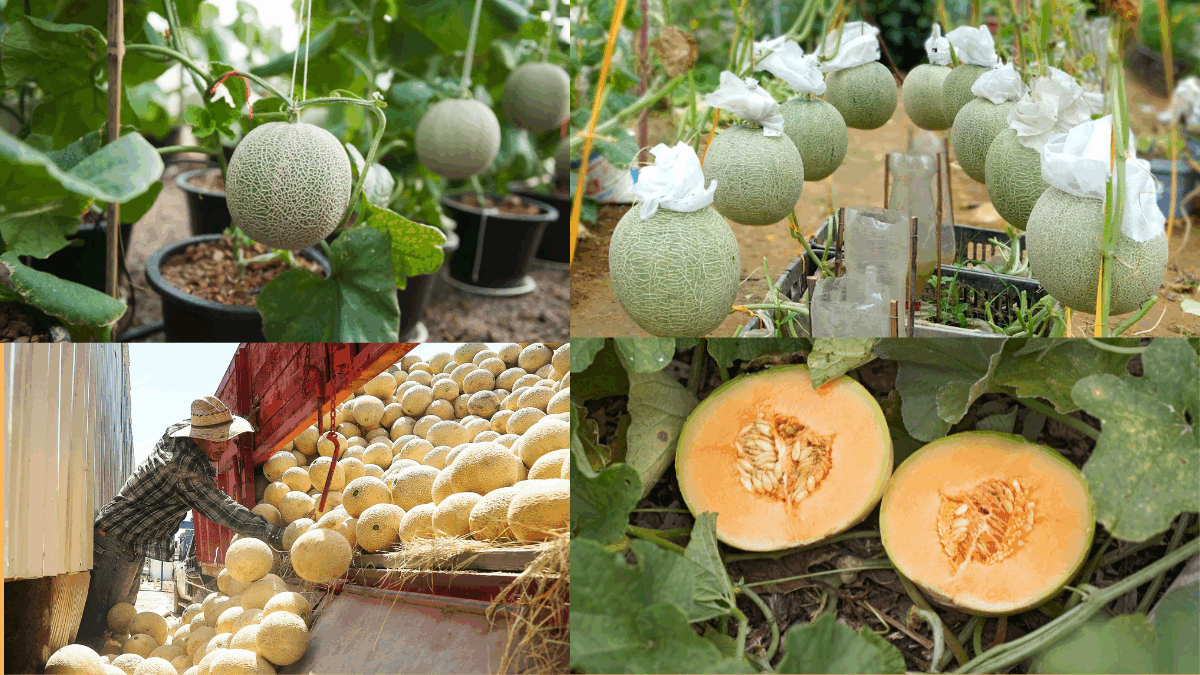 How to Grow Cantaloupe for Sweet Summer Treats