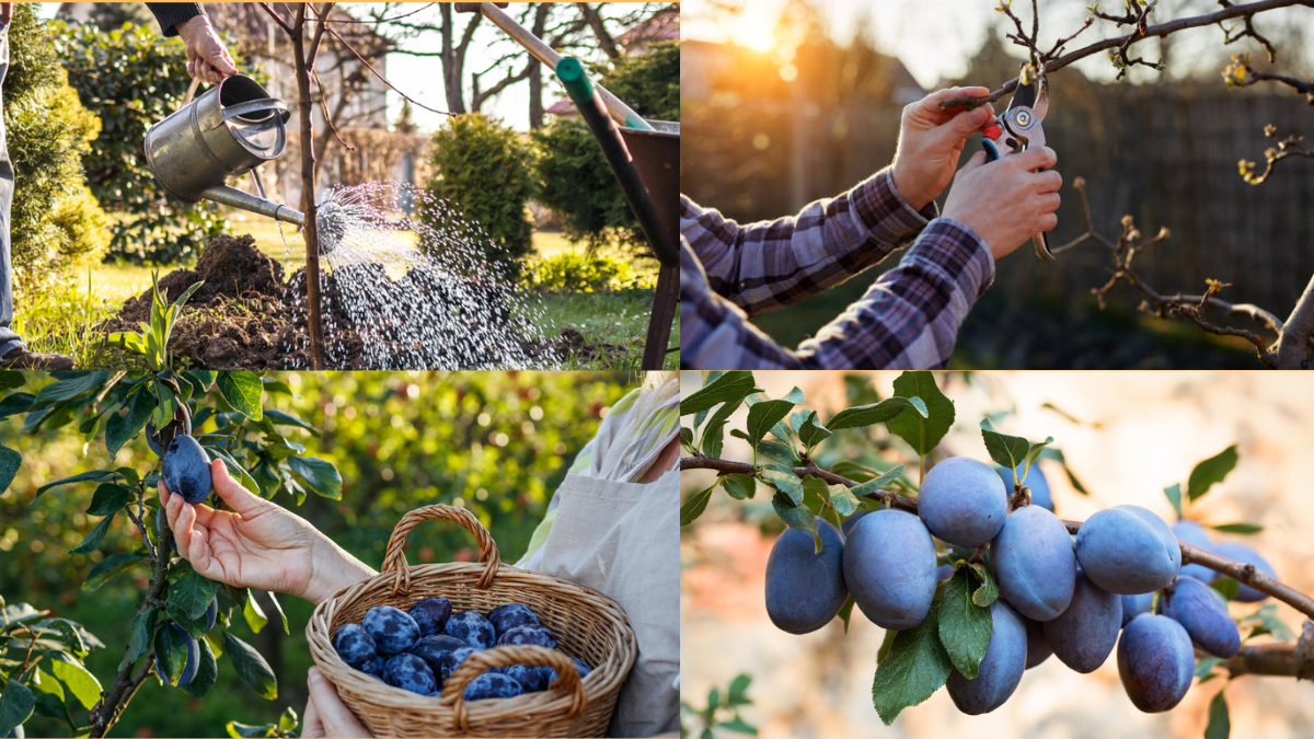 How to Grow Plums in Your Backyard