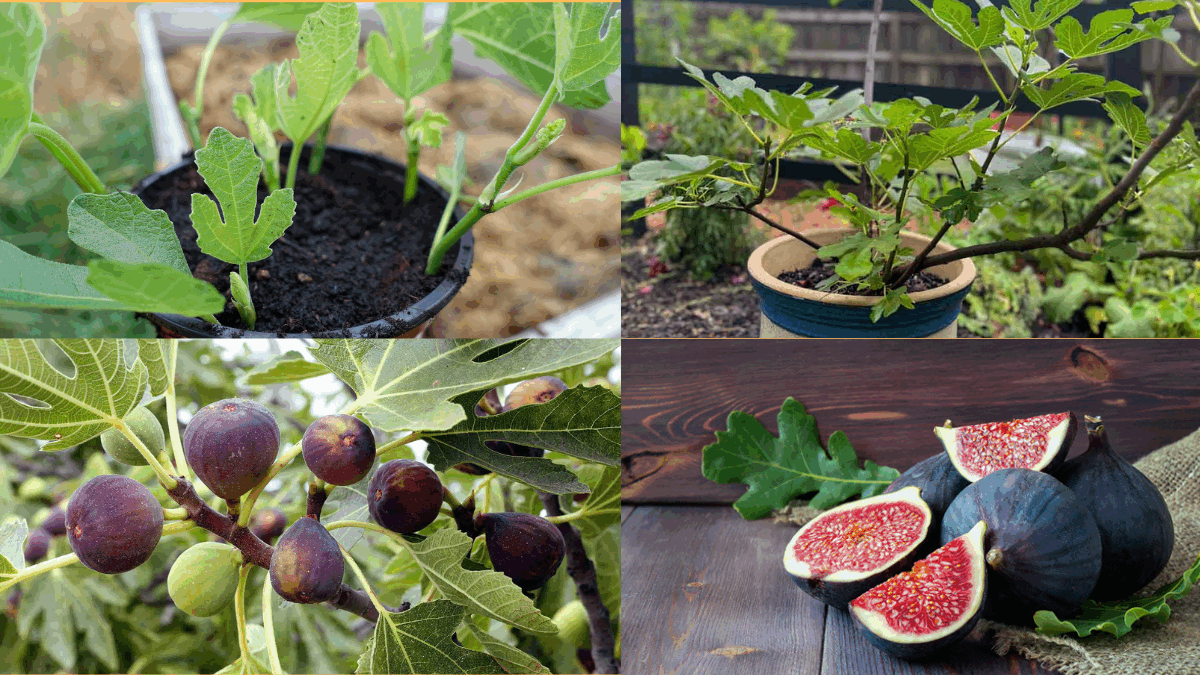 How to Grow Figs in Pots: A Complete Guide for Home Gardeners