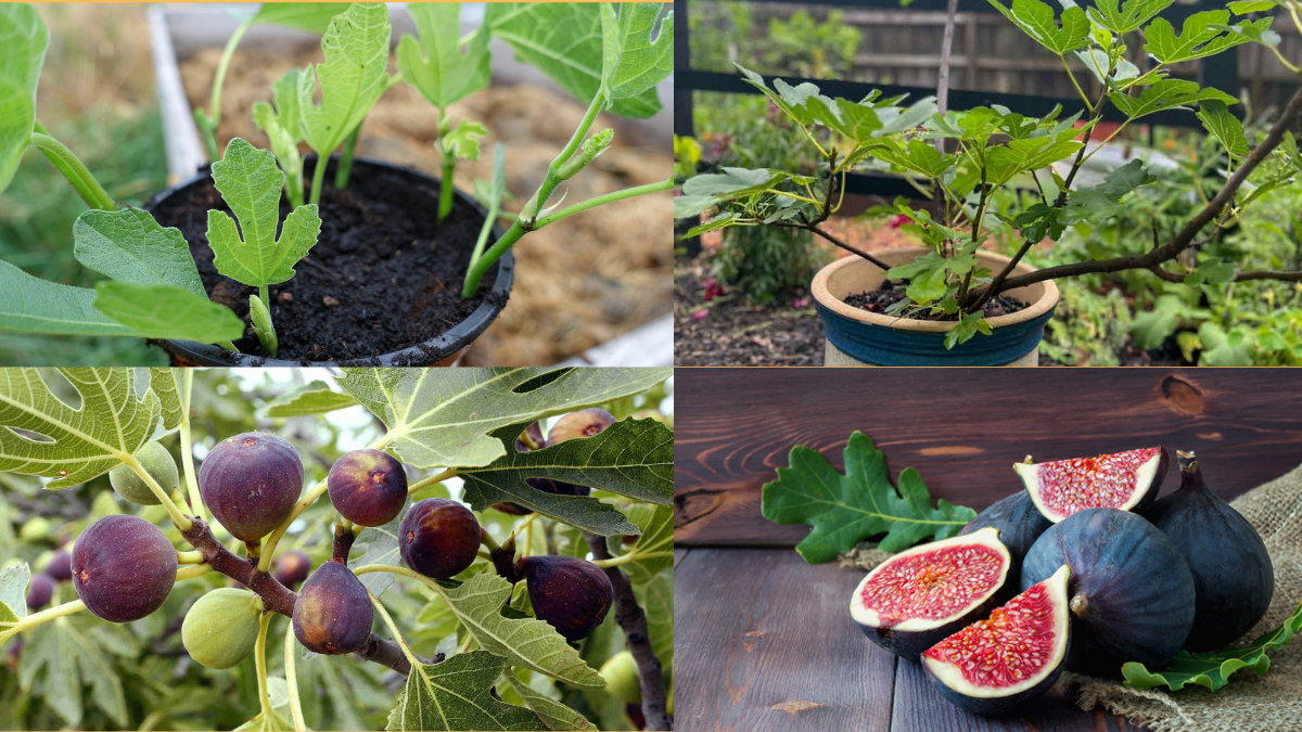How to Grow Figs in Pots: A Complete Guide for Home Gardeners