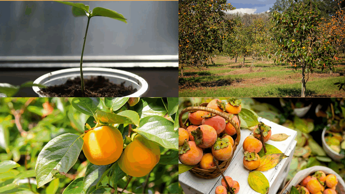 How to Grow Persimmons in Your Garden: A Complete Beginner’s Guide
