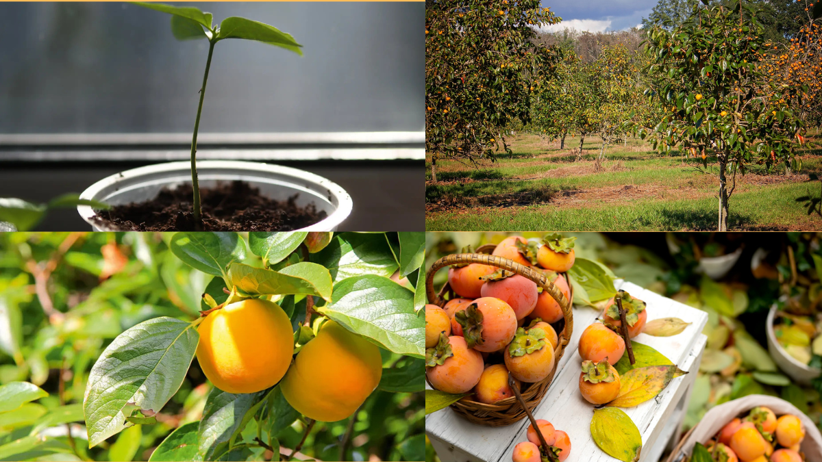 How to Grow Persimmons in Your Garden: A Complete Beginner’s Guide