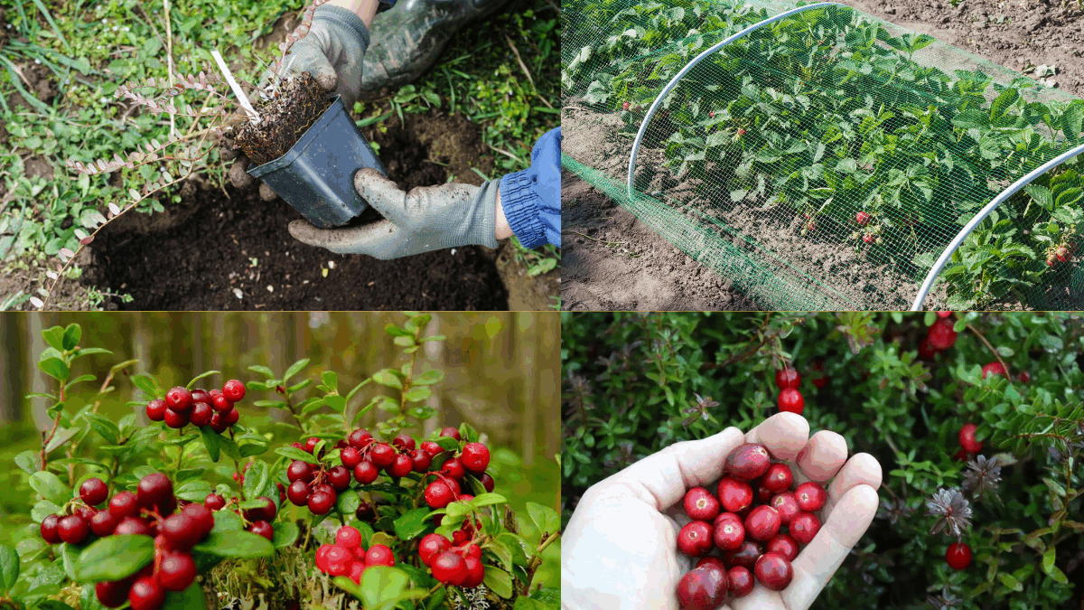 How to Grow Cranberries at Home: A Complete Beginner’s Guide