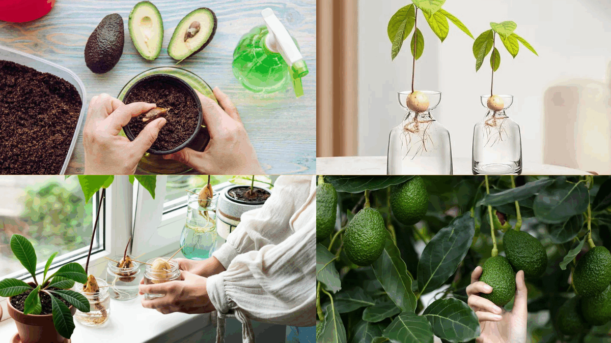 How to Grow Avocados Indoors: A Complete Guide for Home Gardeners