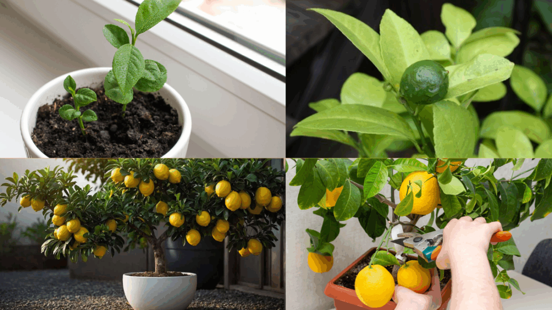 How to Grow Lemons in a Container: A Complete Backyard & Balcony Guide