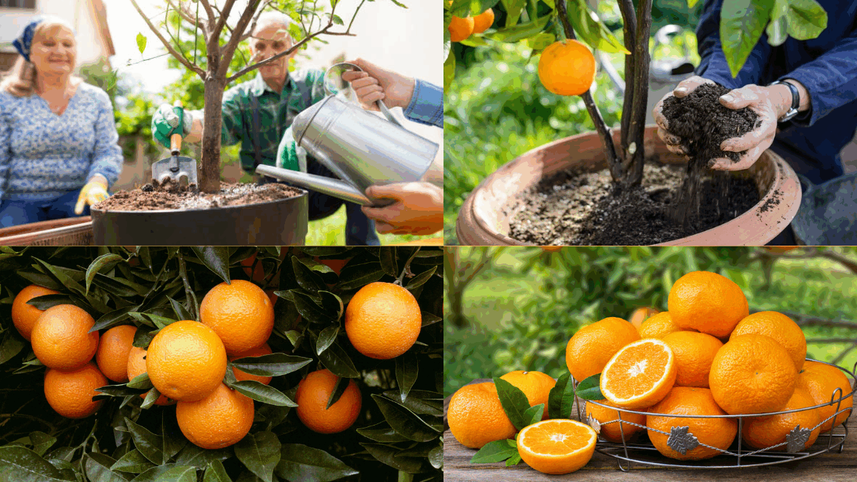 How to Grow Oranges on a Patio: A Complete Guide for Small-Space Citrus Success