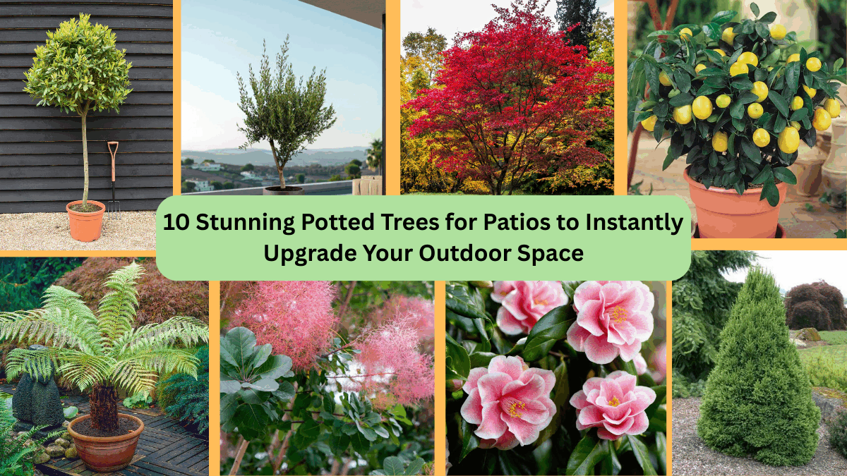 10 Stunning Potted Trees for Patios to Instantly Upgrade Your Outdoor Space