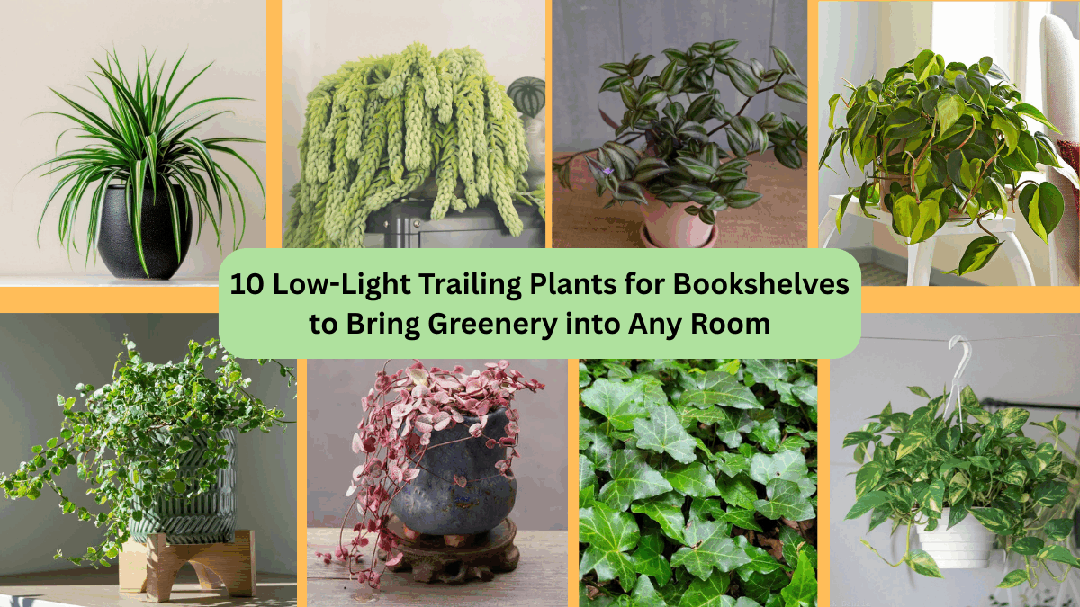 10 Low-Light Trailing Plants for Bookshelves to Bring Greenery into Any Room