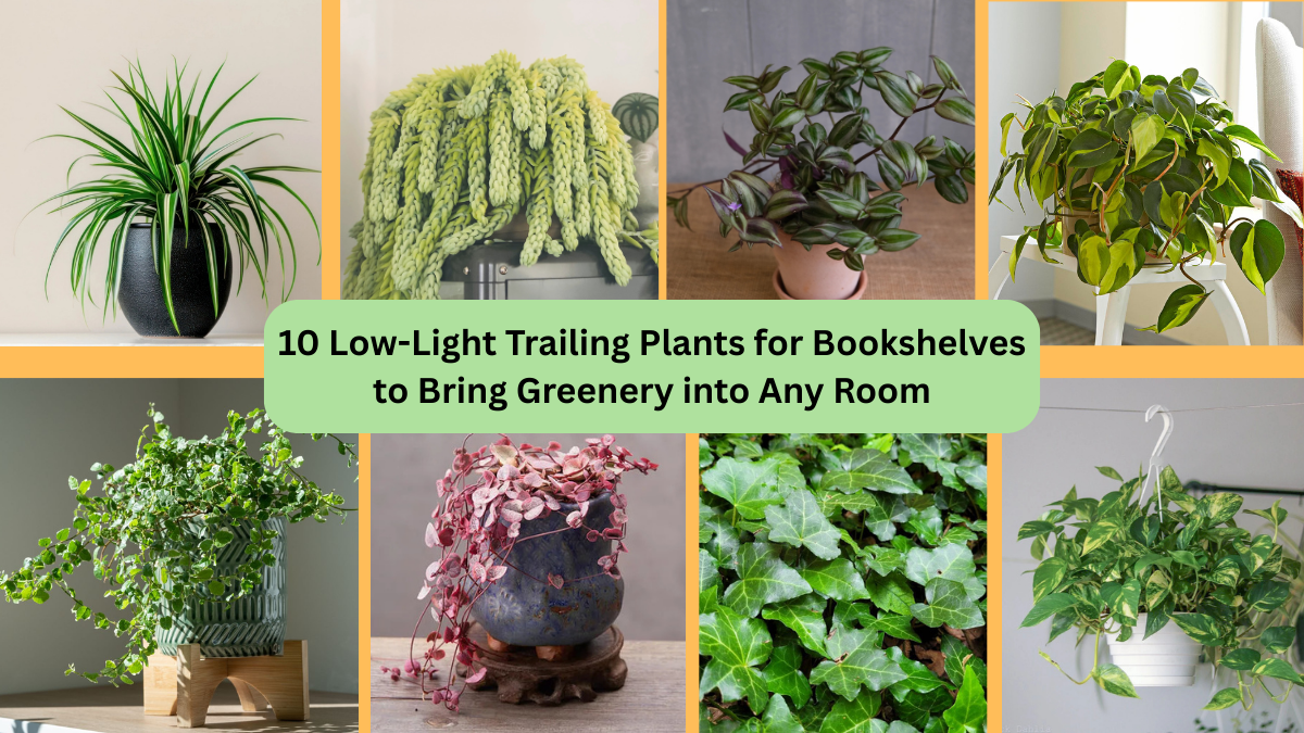 10 Low-Light Trailing Plants for Bookshelves to Bring Greenery into Any Room