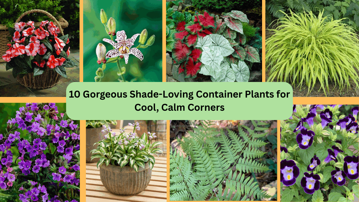 10 Gorgeous Shade-Loving Container Plants for Cool, Calm Corners