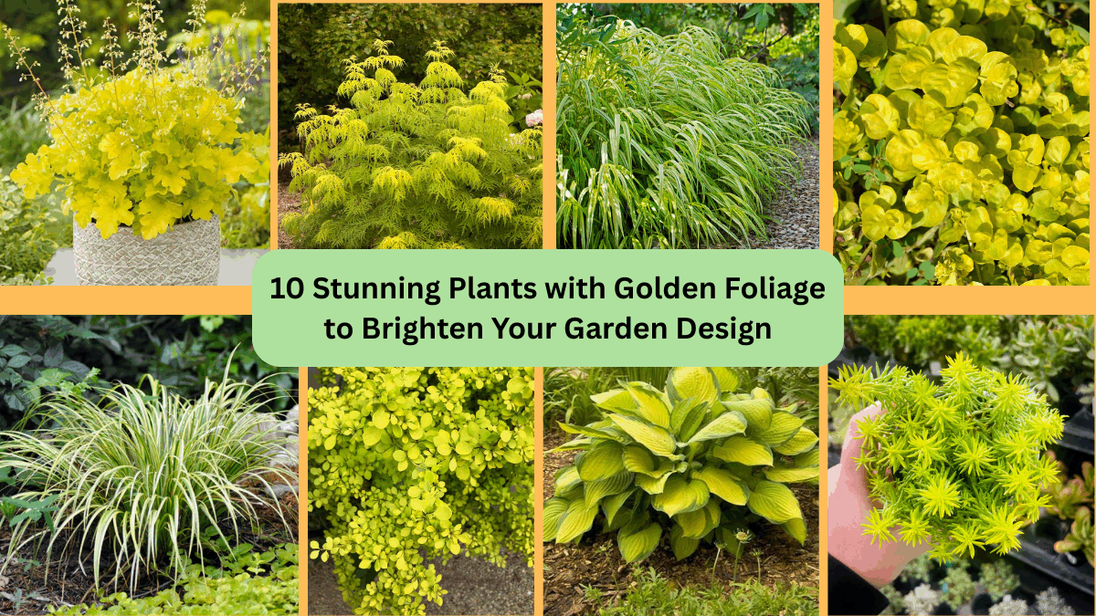 10 Stunning Plants with Golden Foliage to Brighten Your Garden Design
