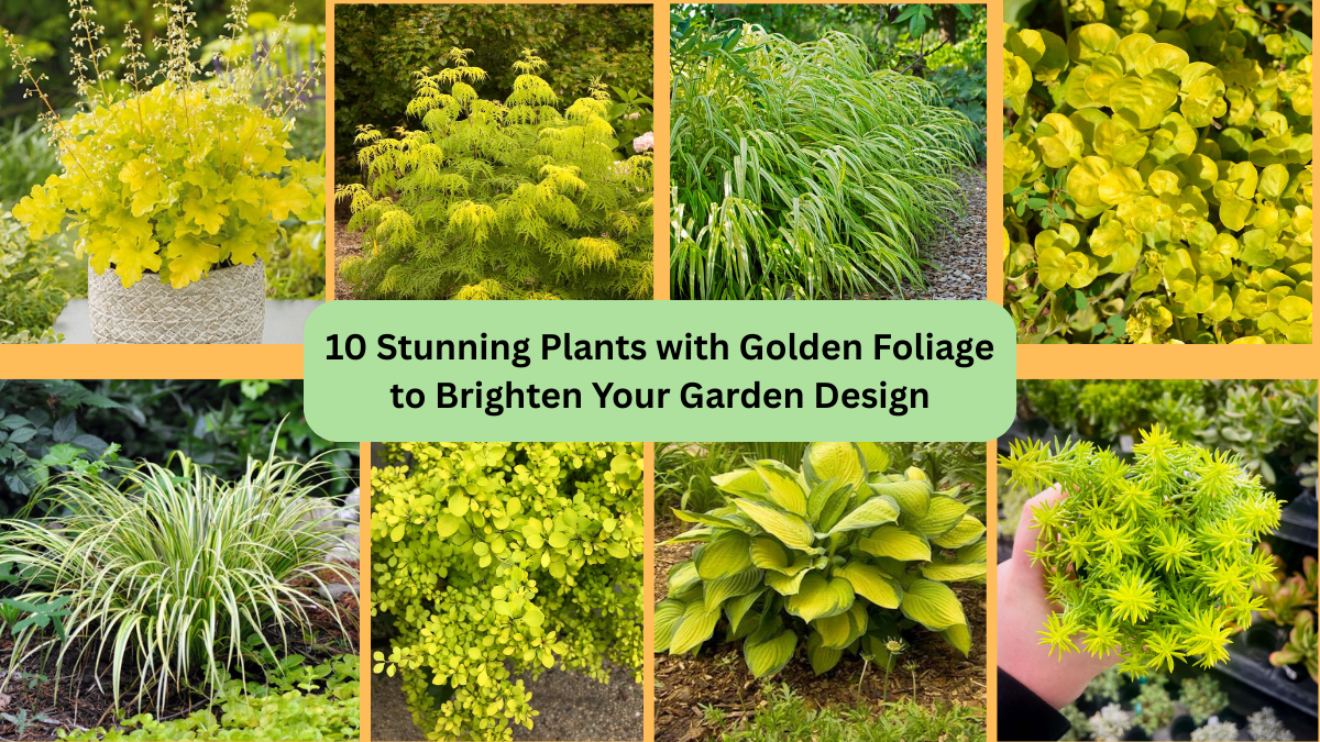 10 Stunning Plants with Golden Foliage to Brighten Your Garden Design