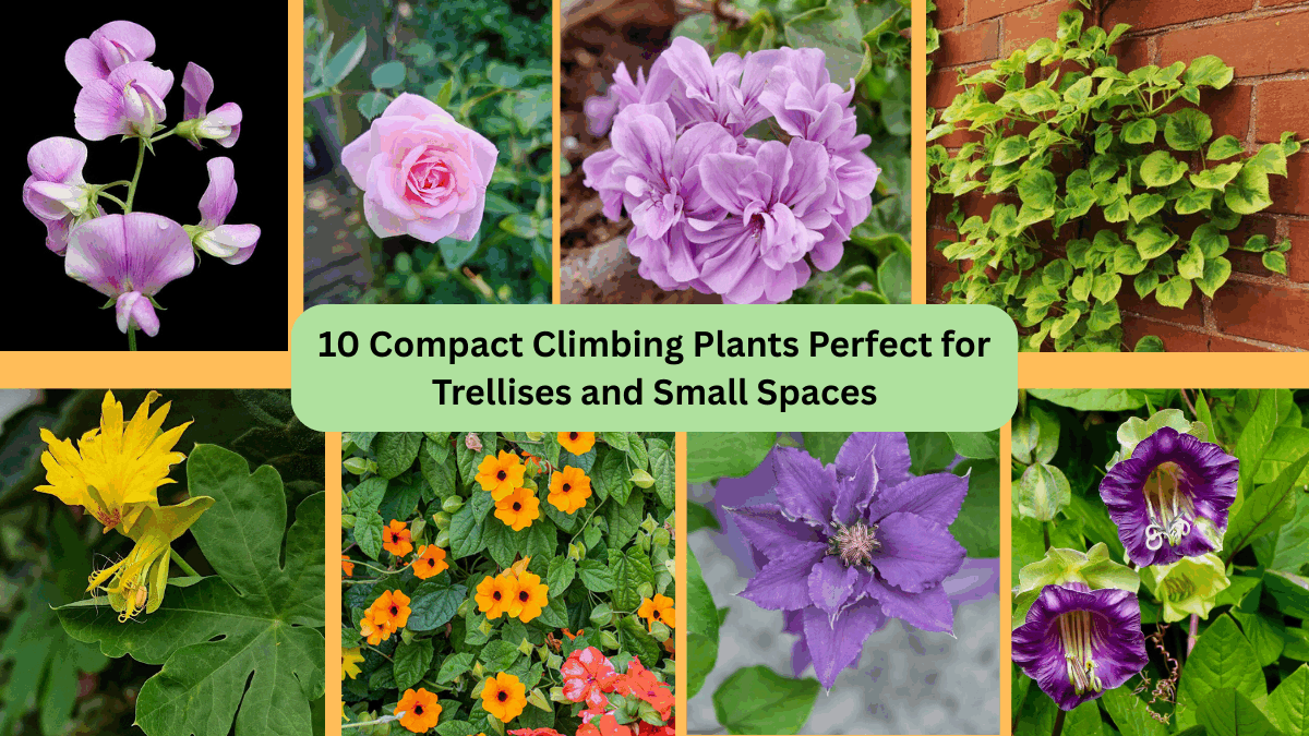 10 Compact Climbing Plants Perfect for Trellises and Small Spaces