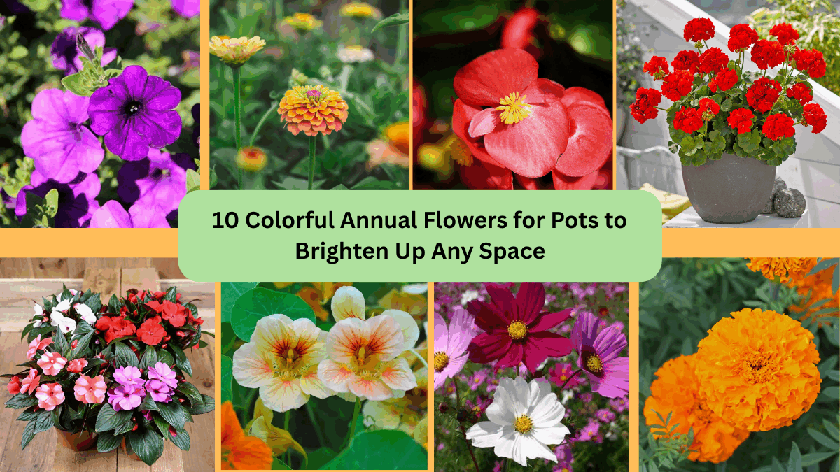 10 Colorful Annual Flowers for Pots to Brighten Up Any Space