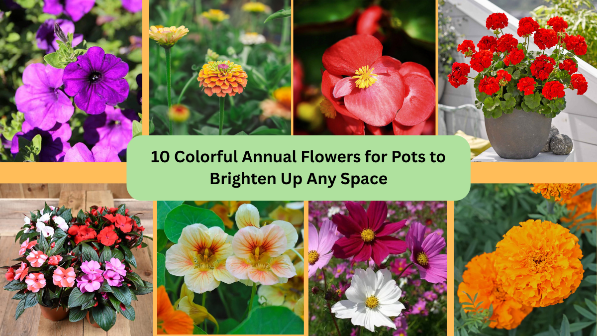 10 Colorful Annual Flowers for Pots to Brighten Up Any Space