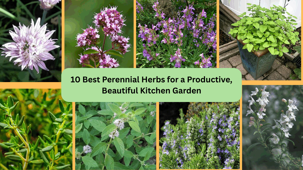 10 Best Perennial Herbs for a Productive, Beautiful Kitchen Garden