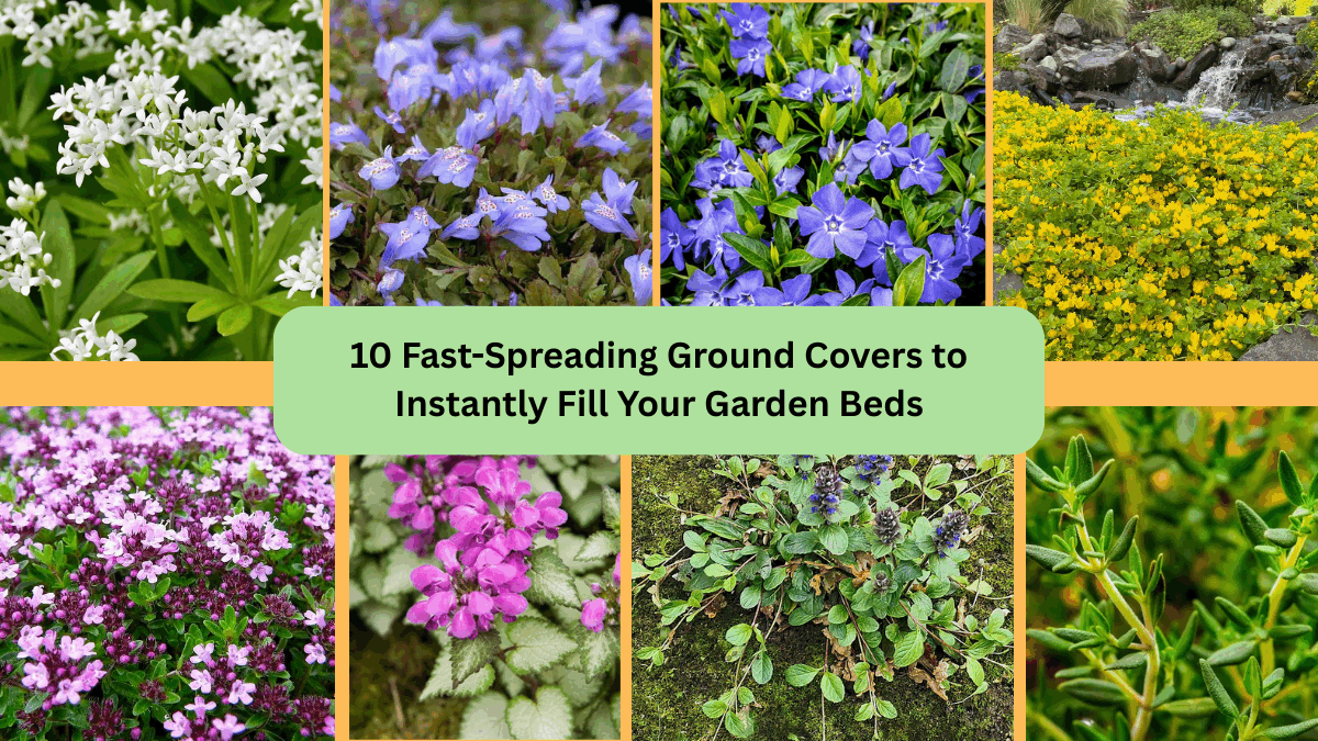 10 Fast-Spreading Ground Covers to Instantly Fill Your Garden Beds