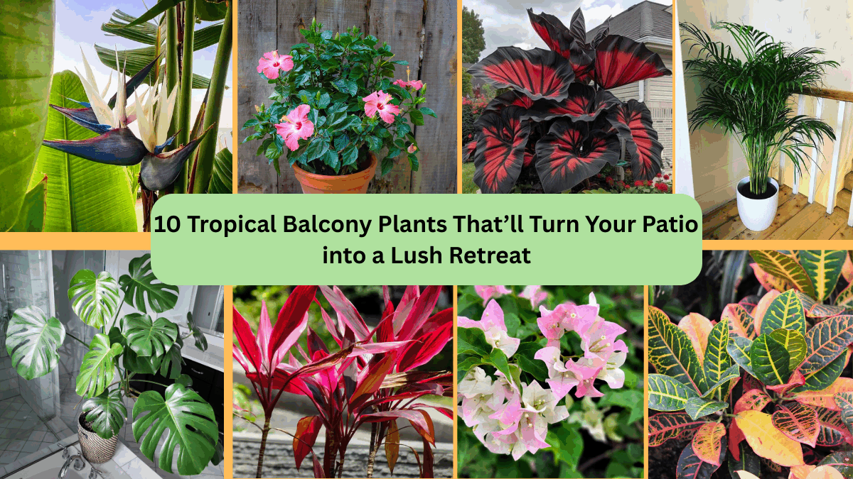 10 Tropical Balcony Plants That’ll Turn Your Patio into a Lush Retreat