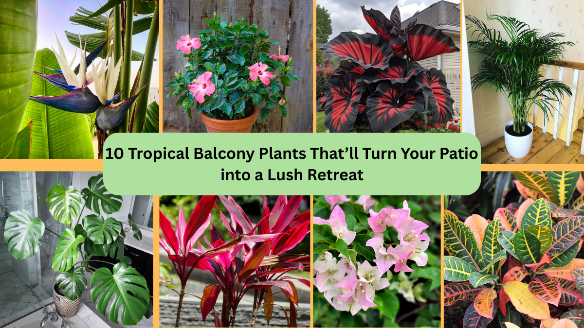 10 Tropical Balcony Plants That’ll Turn Your Patio into a Lush Retreat