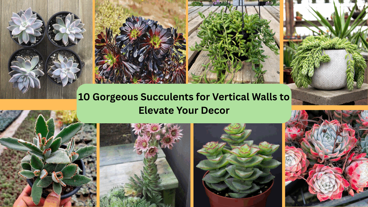 10 Gorgeous Succulents for Vertical Walls to Elevate Your Decor