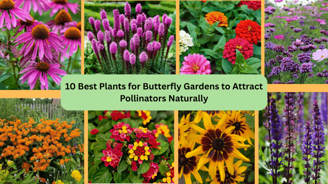 10 Best Plants for Butterfly Gardens to Attract Pollinators Naturally