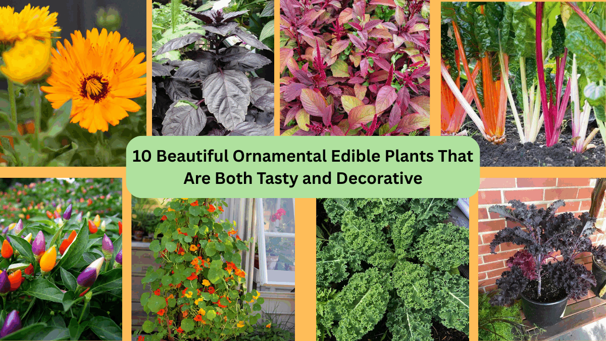 10 Beautiful Ornamental Edible Plants That Are Both Tasty and Decorative