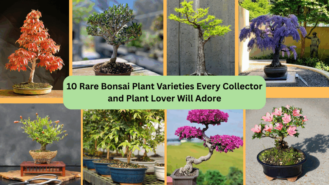 10 Rare Bonsai Plant Varieties Every Collector and Plant Lover Will Adore