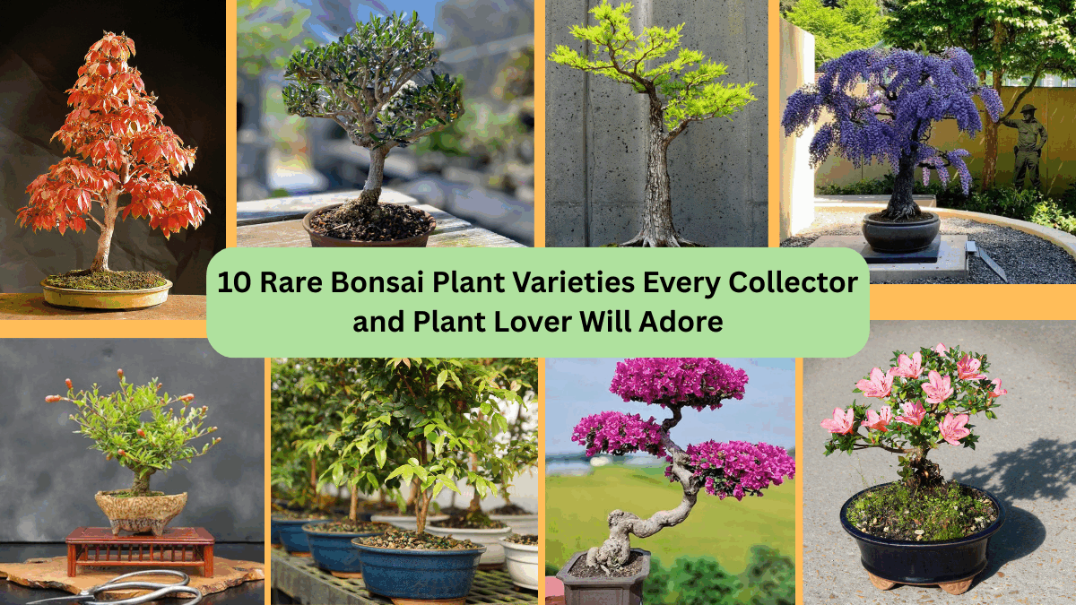 10 Rare Bonsai Plant Varieties Every Collector and Plant Lover Will Adore