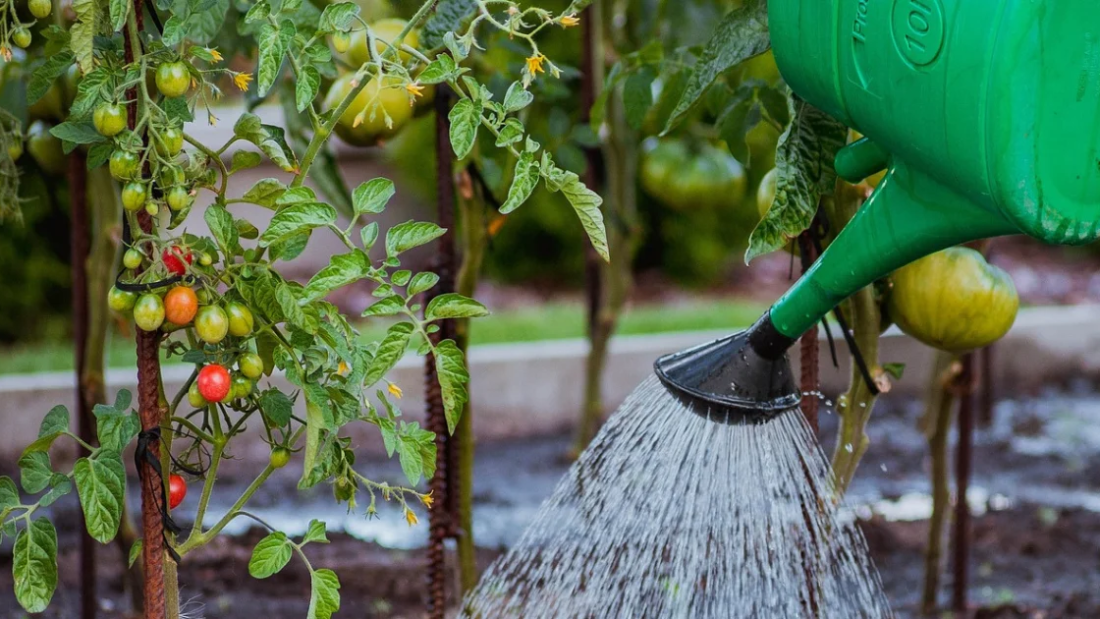 How to Care for Tomato Plants Efficiently