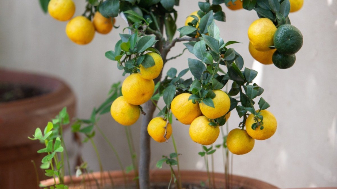 How to Grow Lemons in a Container: A Complete Beginner’s Guide